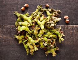 Organik Fındık 🌰 1